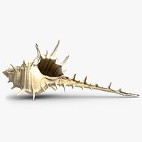 Murex Shell