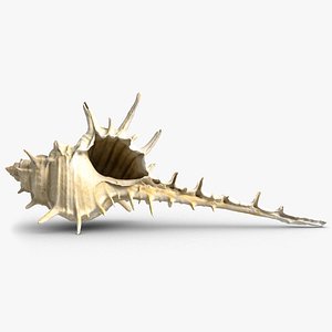 Murex Shell
