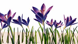 crocus 3D model