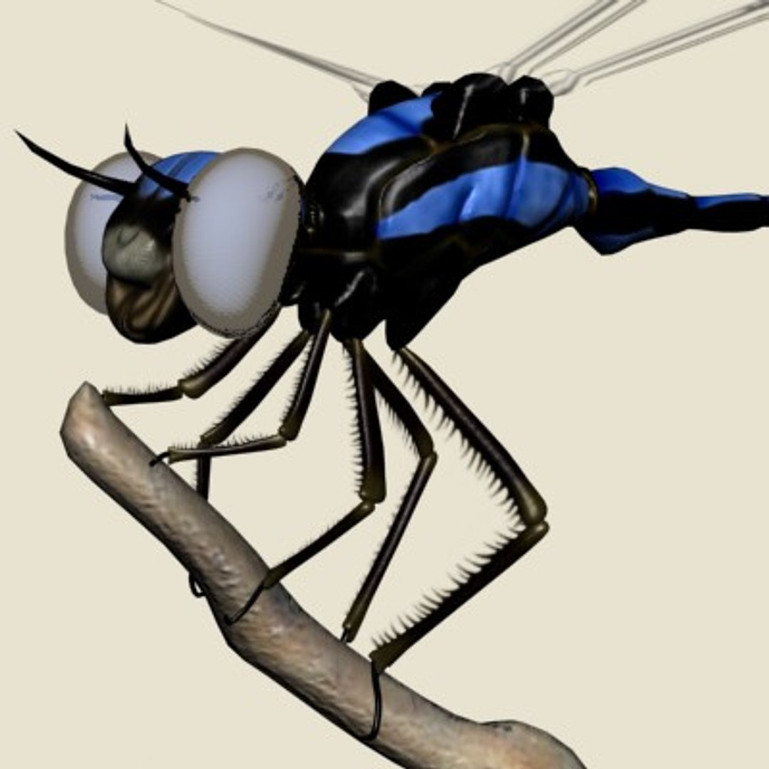 3ds max dragonfly damselfly segments https://p.turbosquid.com/ts-thumb/At/nxChNM/0WdSdXvi/dragonfly4/jpg/1064508373/1920x1080/fit_q87/1bd288ae861633031841e950628e26614f0818bf/dragonfly4.jpg