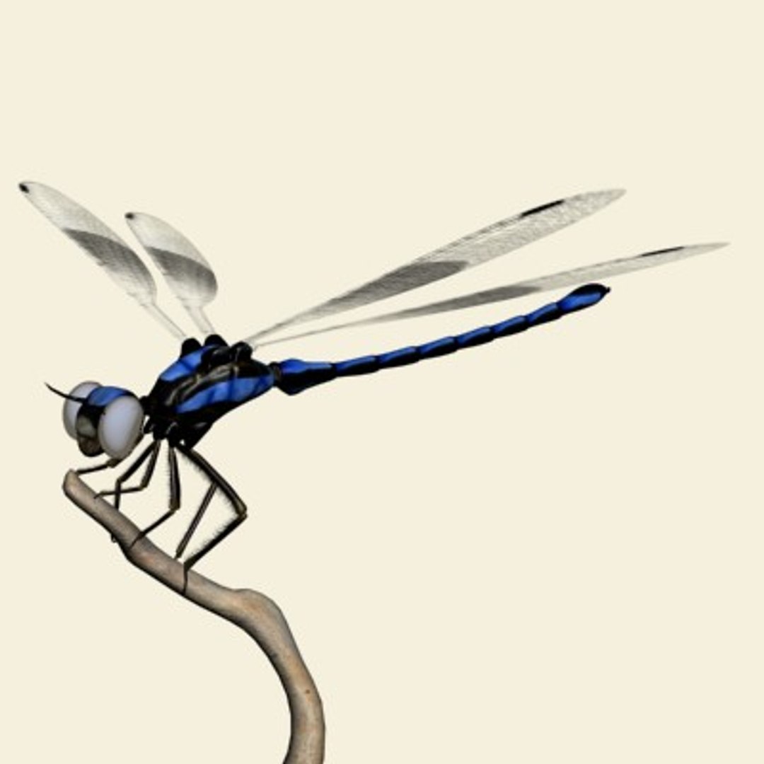 3ds max dragonfly damselfly segments https://p.turbosquid.com/ts-thumb/At/nxChNM/OxbWQlmT/dragonflyontwig/jpg/1064508365/1920x1080/fit_q87/6cbadaa57801771b550aac6aab9dc268ef131bca/dragonflyontwig.jpg