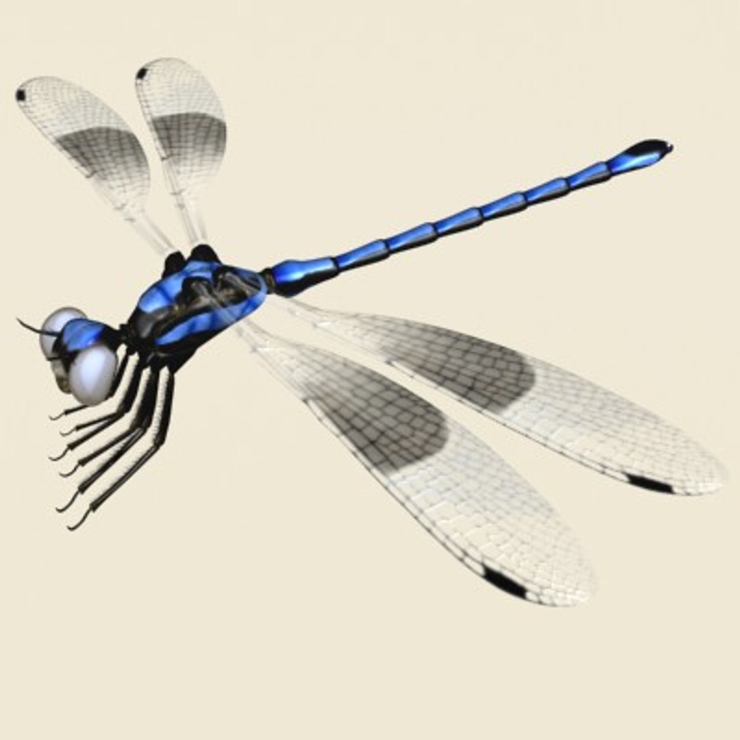 3ds max dragonfly damselfly segments https://p.turbosquid.com/ts-thumb/At/nxChNM/S48h6oov/dragonfly1/jpg/1064508367/1920x1080/fit_q87/9a5c5382a999d903cbd2c41a4db34065f15a3d2a/dragonfly1.jpg
