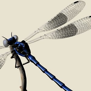 Dragonfly