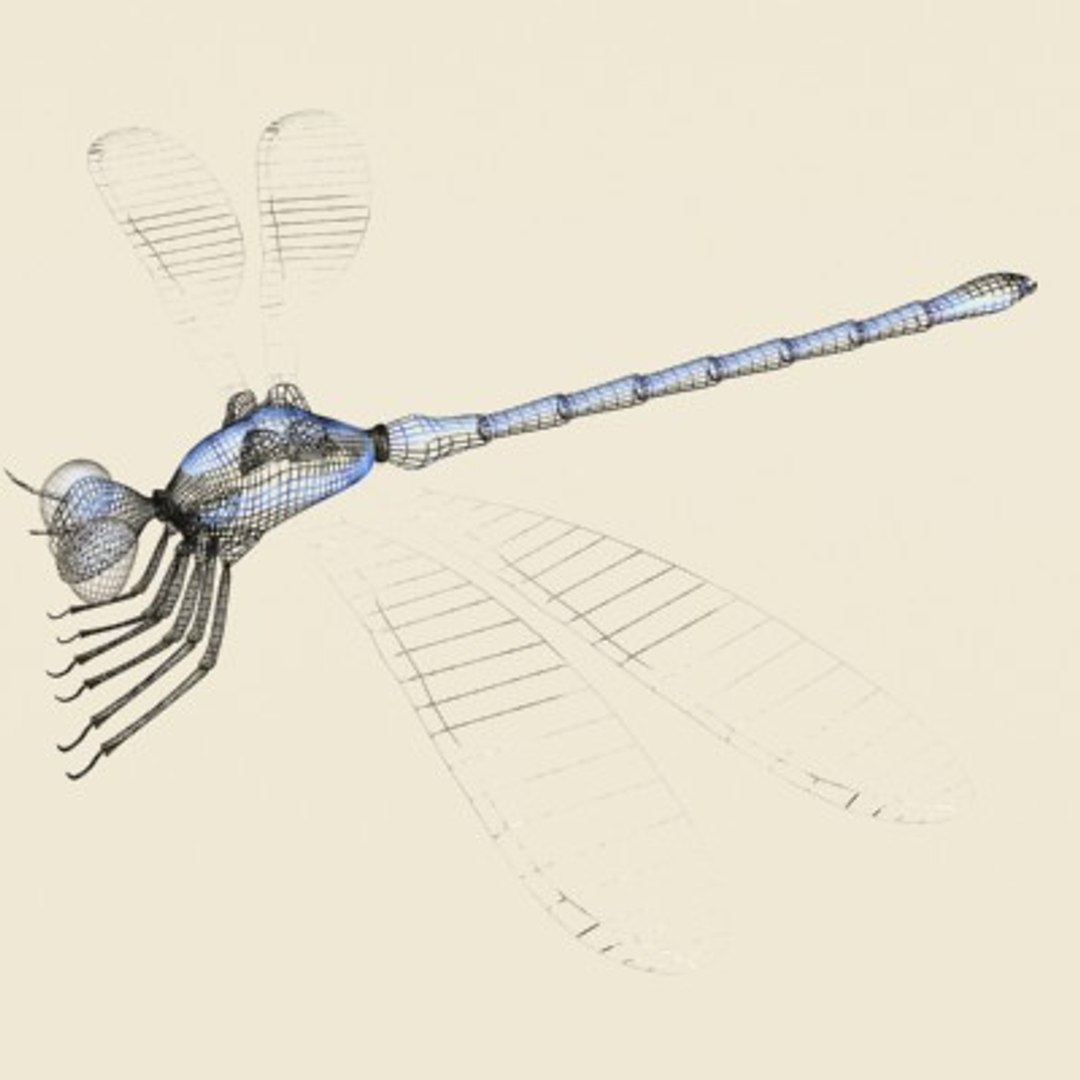 3ds max dragonfly damselfly segments https://p.turbosquid.com/ts-thumb/At/nxChNM/aN95Tb2s/dragonfly2/jpg/1064508369/1920x1080/fit_q87/7aa7a8c4c31baeeb9cd00670e440cd6c04d5122d/dragonfly2.jpg
