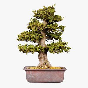 Satsuki Kakuo Bonsai Tree Remastered