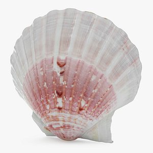 Clamshell glTF Models for Download | TurboSquid