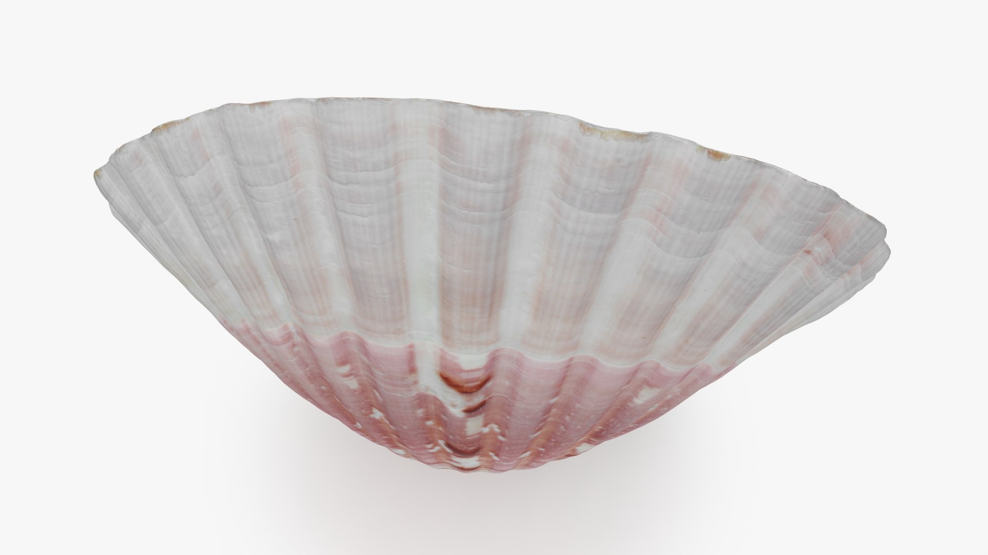 Clam Shell 01 3D Model - TurboSquid 2227622