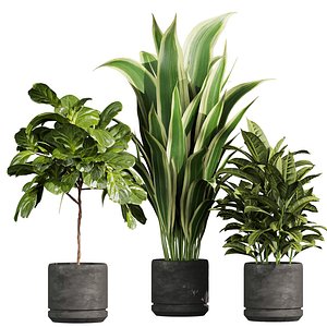3D plant vol 944 - banana - fiddle - Croton model