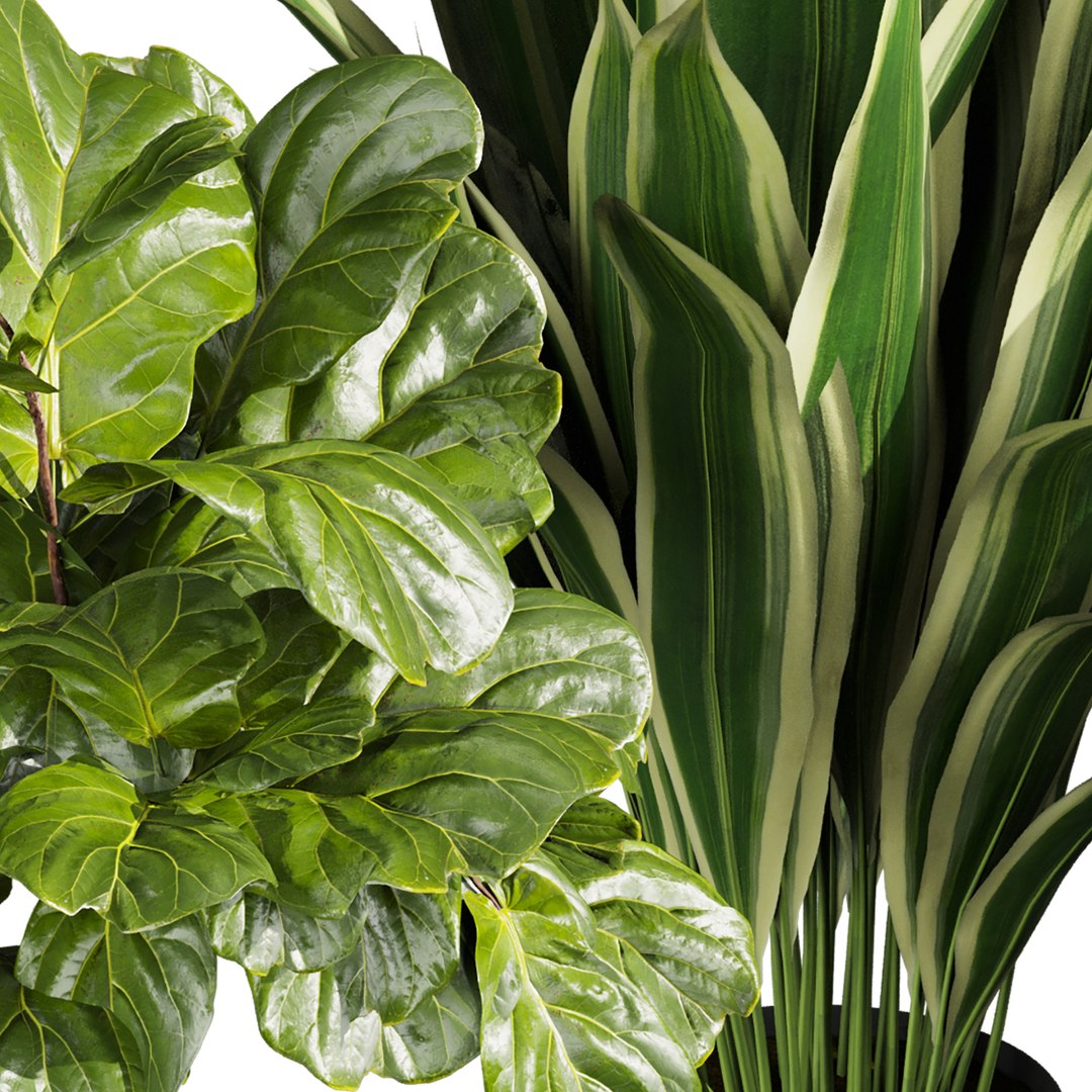 3D plant vol 944 - banana - fiddle - Croton model https://p.turbosquid.com/ts-thumb/Au/2WDJ71/U3/5/jpg/1784440598/1920x1080/fit_q87/dfc6761a23235a01995770073568887c45913e9c/5.jpg