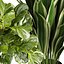 pianta vol 944 - banana - violino - Croton