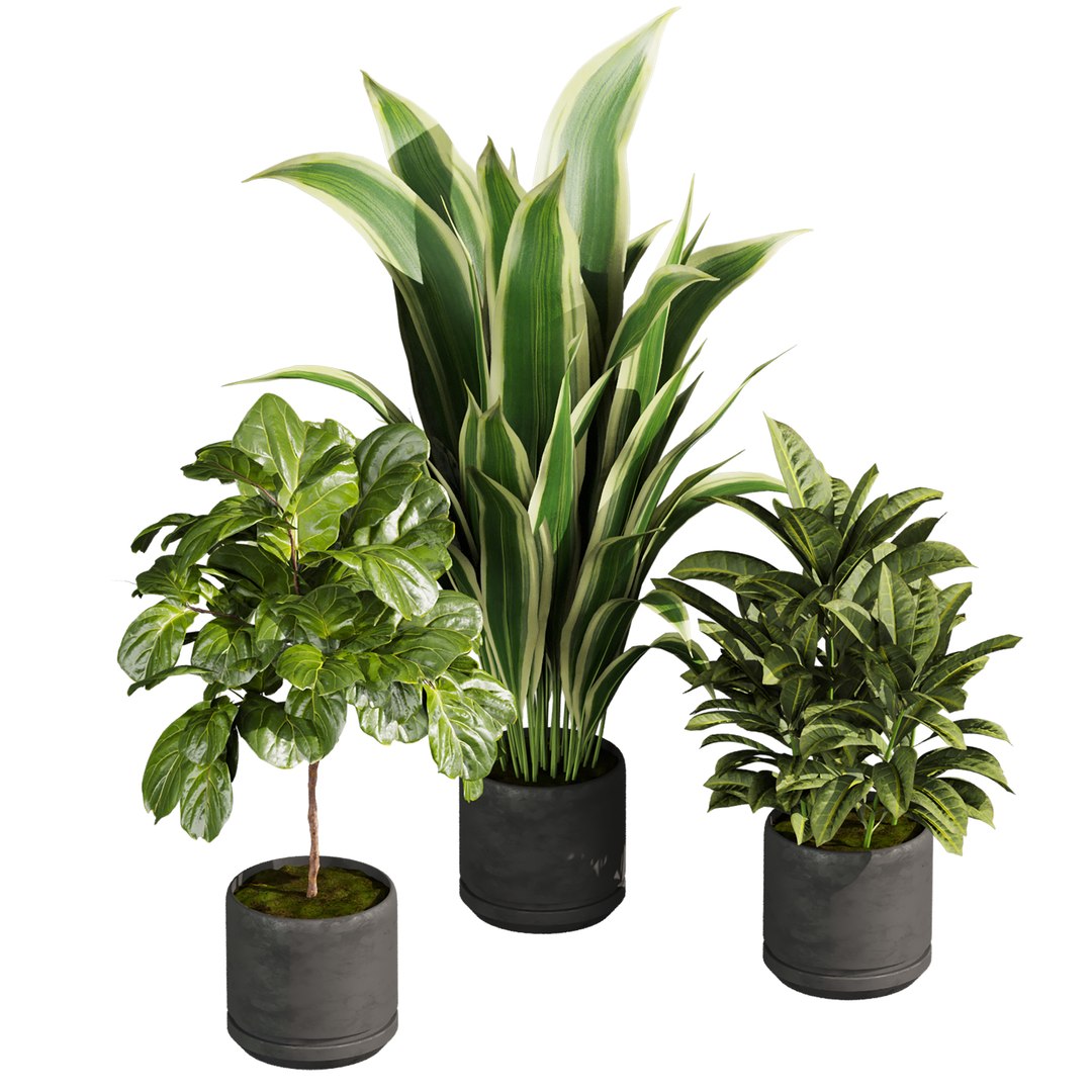 3D plant vol 944 - banana - fiddle - Croton model https://p.turbosquid.com/ts-thumb/Au/2WDJ71/aR/2/jpg/1784440595/1920x1080/fit_q87/aba3eee89f91598c7f61a4769ce9a0eb4da9d212/2.jpg