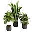 pianta vol 944 - banana - violino - Croton
