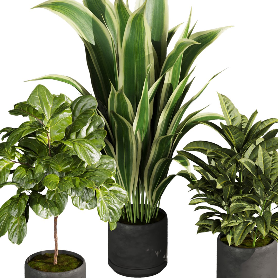 3D plant vol 944 - banana - fiddle - Croton model https://p.turbosquid.com/ts-thumb/Au/2WDJ71/pp/4/jpg/1784440597/1920x1080/fit_q87/568a3479d79729e792e0d49f6f0ee4ef01e7dc5b/4.jpg