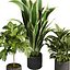 pianta vol 944 - banana - violino - Croton