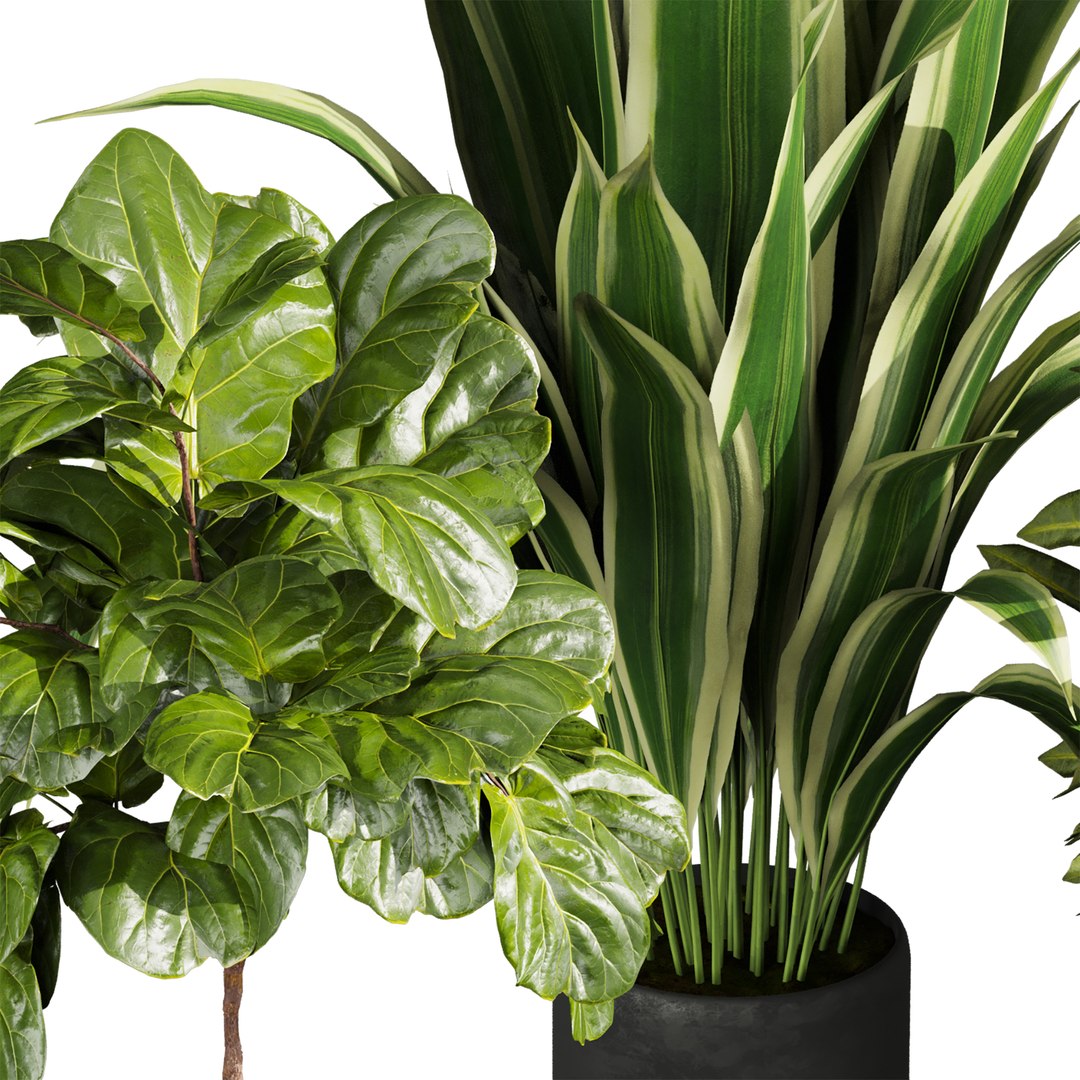3D plant vol 944 - banana - fiddle - Croton model https://p.turbosquid.com/ts-thumb/Au/2WDJ71/xc/3/jpg/1784440597/1920x1080/fit_q87/d09cc75e493879f39a6740147dc6e18be08d1593/3.jpg