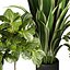 pianta vol 944 - banana - violino - Croton