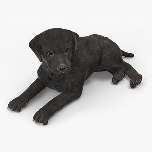 3D Labrador Retriever Puppy Black Lying Down