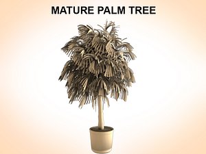palms plant 3d obj