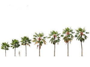 saribus rotundifolius - Footstool Palm 3D