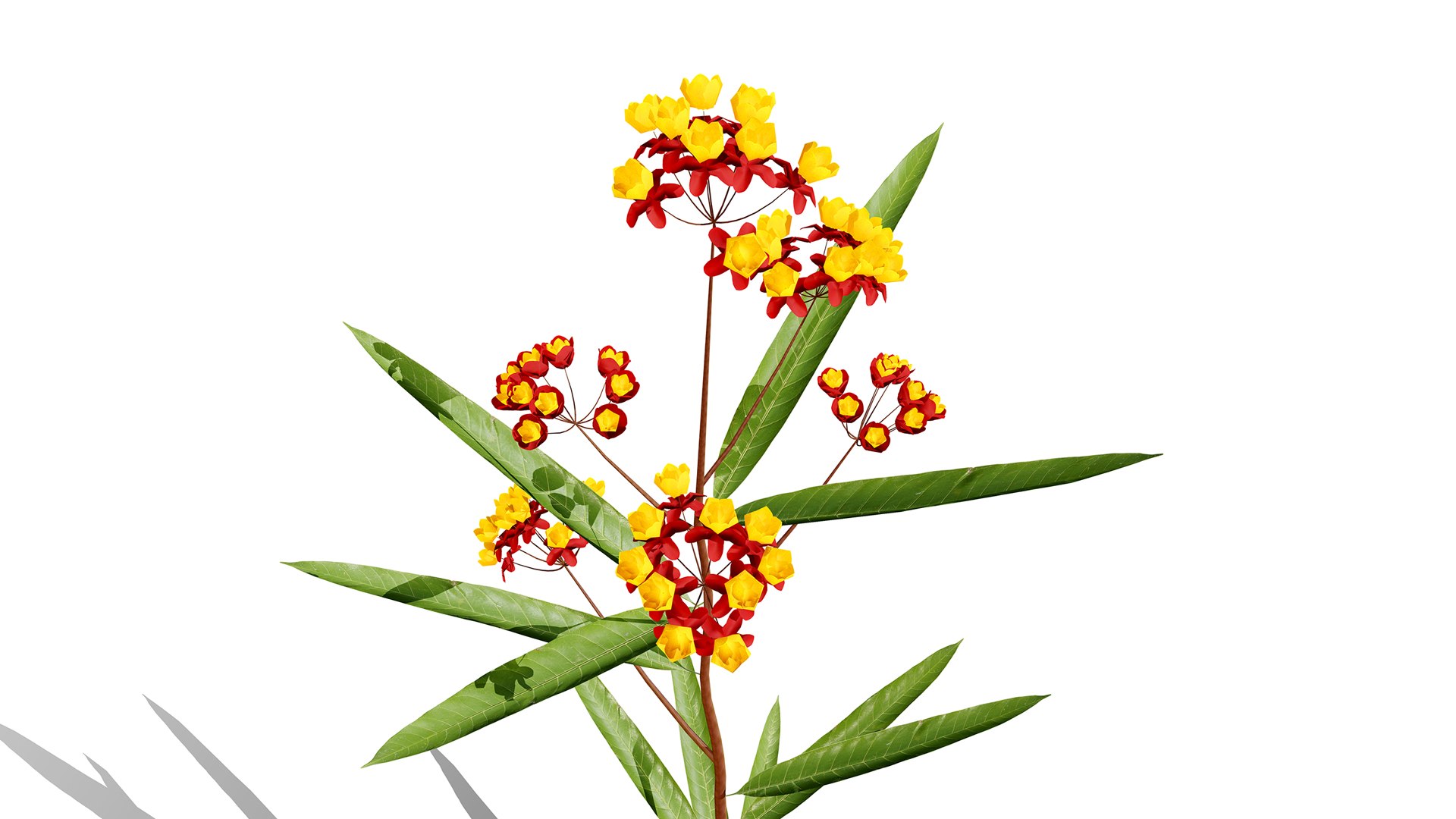 Photorealistic Milkweed 3D Models 3D model https://p.turbosquid.com/ts-thumb/Au/Kw6rP8/1O/asclepiascurassavicaz1l/jpg/1775505483/1920x1080/fit_q87/7e686956acdd82256facbffccae4b5833f119d6c/asclepiascurassavicaz1l.jpg