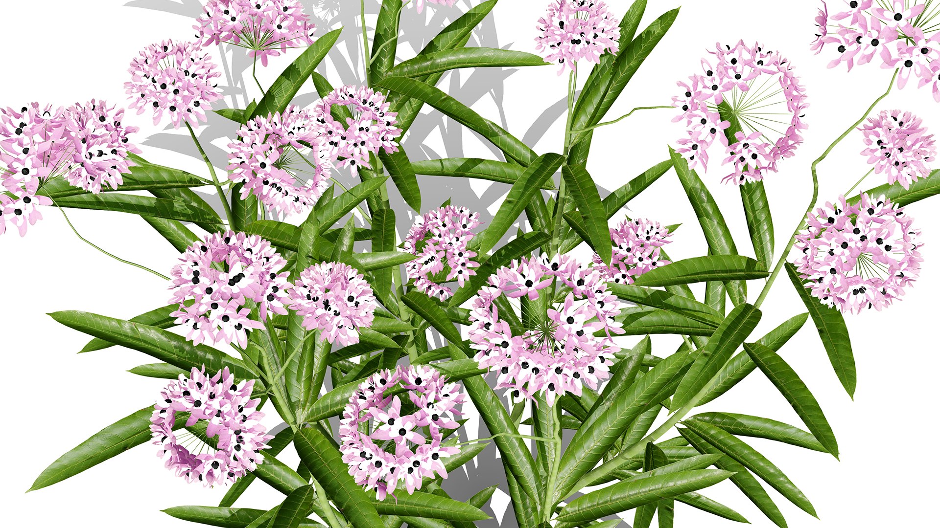 Photorealistic Milkweed 3D Models 3D model https://p.turbosquid.com/ts-thumb/Au/Kw6rP8/9F/narrowleafmilkweed2z43l/jpg/1775505486/1920x1080/fit_q87/7d1da86a3df095bc52b792e050a13ce04707dc2f/narrowleafmilkweed2z43l.jpg