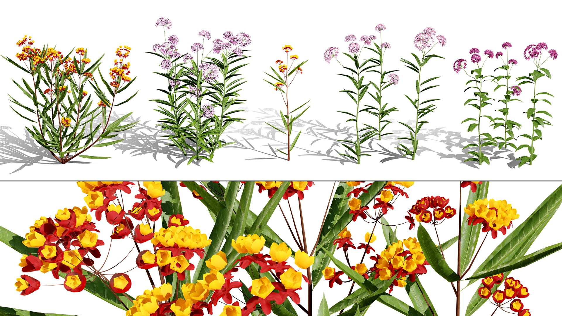 Photorealistic Milkweed 3D Models 3D model https://p.turbosquid.com/ts-thumb/Au/Kw6rP8/Fs/artcoverasclepiascurassavica023/jpg/1775505480/1920x1080/fit_q87/a8af19a4fb7da36ad971982df4126b95d522ef3f/artcoverasclepiascurassavica023.jpg