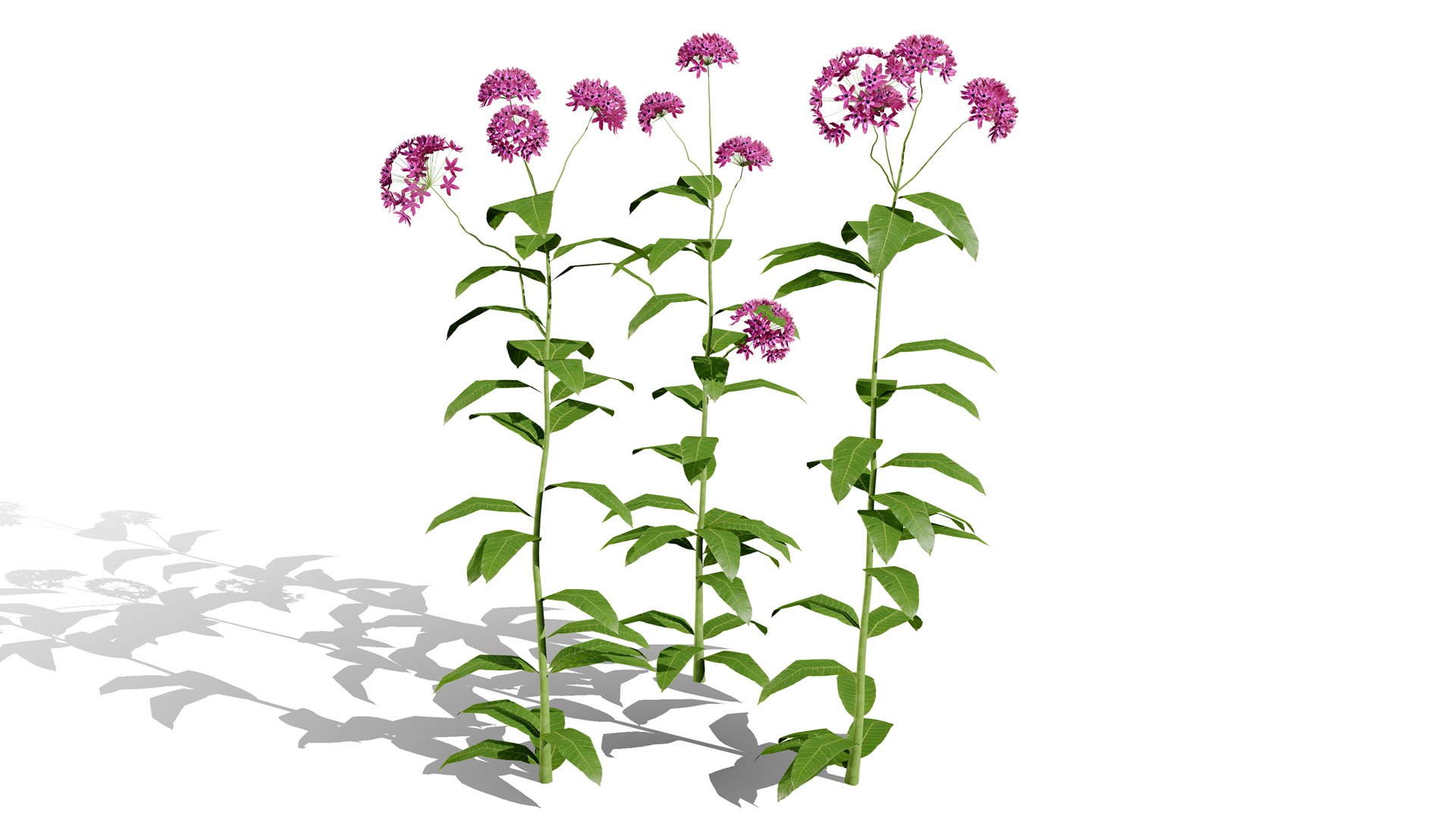 Photorealistic Milkweed 3D Models 3D model https://p.turbosquid.com/ts-thumb/Au/Kw6rP8/KL/purplemilkweedl/jpg/1775505485/1920x1080/fit_q87/3d93139a2943aa687d121c0c9b0ce113dc02dda6/purplemilkweedl.jpg