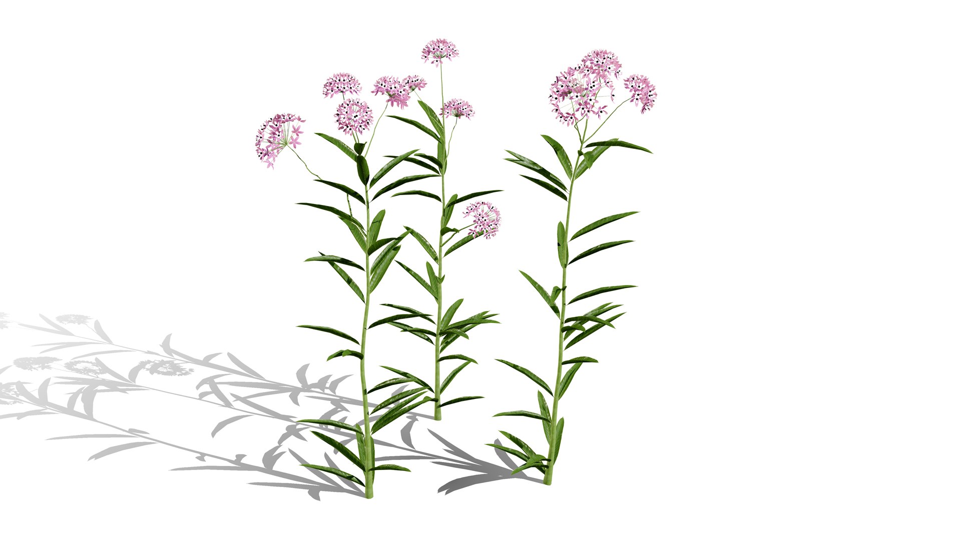 Photorealistic Milkweed 3D Models 3D model https://p.turbosquid.com/ts-thumb/Au/Kw6rP8/ND/narrowleafmilkweedl/jpg/1775505485/1920x1080/fit_q87/3b05c87dad4e175dba1bf46e3e2d7870dfaeff08/narrowleafmilkweedl.jpg