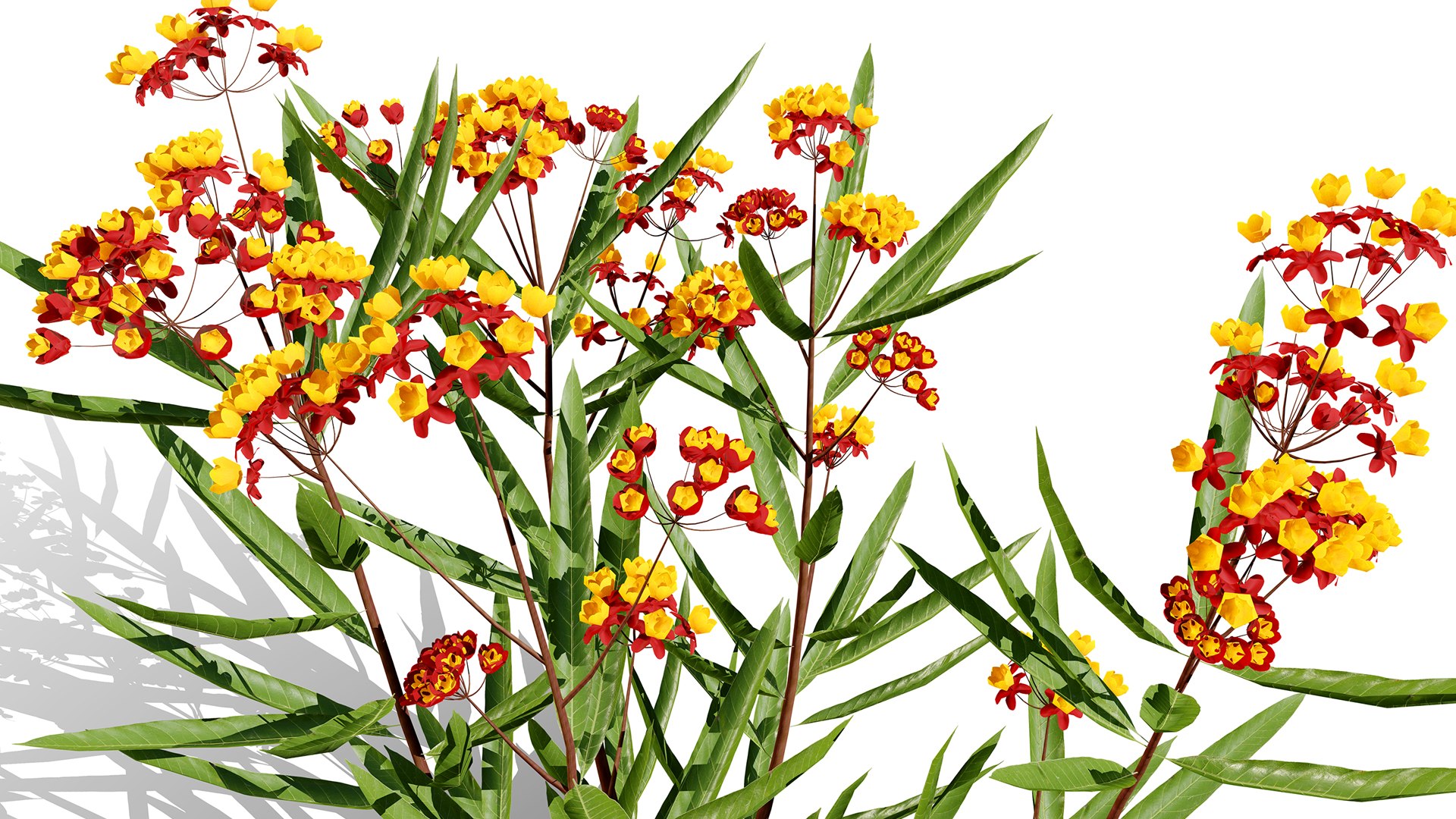 Photorealistic Milkweed 3D Models 3D model https://p.turbosquid.com/ts-thumb/Au/Kw6rP8/Q8/asclepiascurassavica02z1l/jpg/1775505480/1920x1080/fit_q87/b372cbe8ade3ee6bb9cd45ca431a295ef52b774b/asclepiascurassavica02z1l.jpg