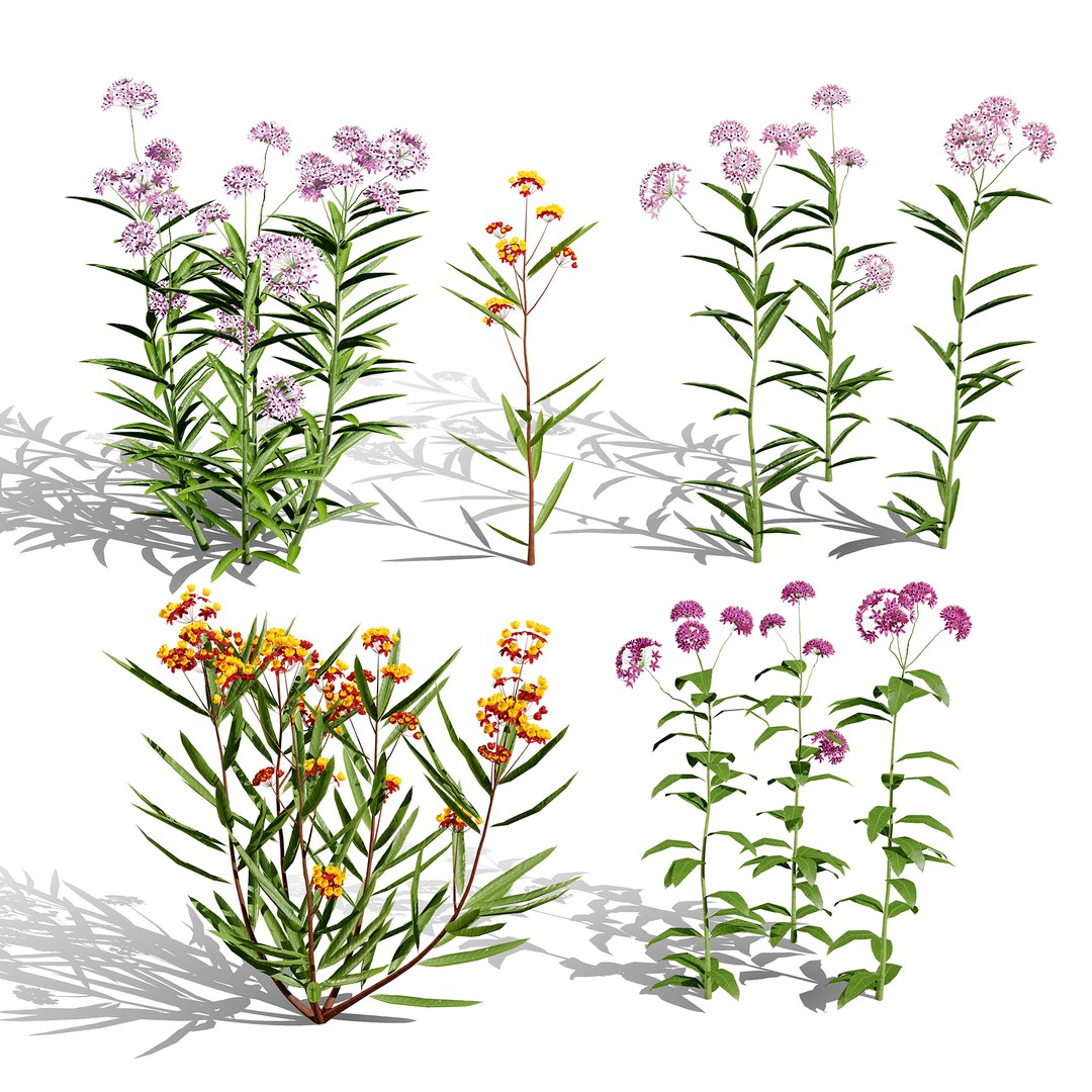 Photorealistic Milkweed 3D Models 3D model https://p.turbosquid.com/ts-thumb/Au/Kw6rP8/VU/0000coverasclepiascurassavica02/jpg/1775505366/1920x1080/fit_q87/75b23971e3e83938f4b714c2b8d8c8ef49cdfe65/0000coverasclepiascurassavica02.jpg