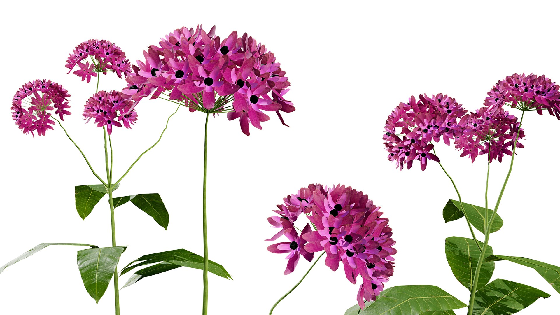 Photorealistic Milkweed 3D Models 3D model https://p.turbosquid.com/ts-thumb/Au/Kw6rP8/WH/purplemilkweedz43l/jpg/1775505490/1920x1080/fit_q87/8504bb437b56521500fedada384b4881b3ecd340/purplemilkweedz43l.jpg