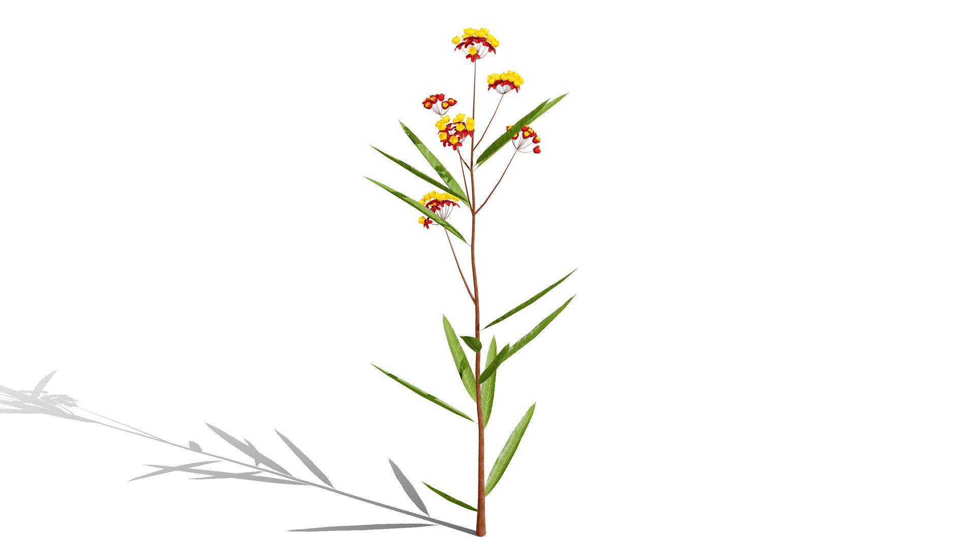 Photorealistic Milkweed 3D Models 3D model https://p.turbosquid.com/ts-thumb/Au/Kw6rP8/gc/asclepiascurassavical/jpg/1775505481/1920x1080/fit_q87/027c5955963954968d1a998f2ccfbbc3b4f87930/asclepiascurassavical.jpg