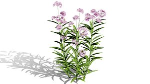 Photorealistic Milkweed 3D Models 3D model