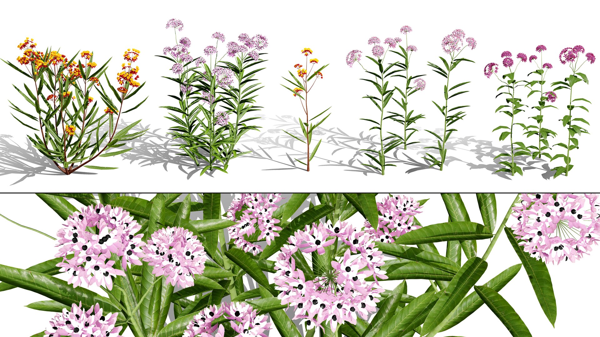 Photorealistic Milkweed 3D Models 3D model https://p.turbosquid.com/ts-thumb/Au/Kw6rP8/n6/00artcoverasclepiascurassavica02/jpg/1775505480/1920x1080/fit_q87/d978ccb0b8b6ecf3965bc4c75cb459a877d3b57e/00artcoverasclepiascurassavica02.jpg