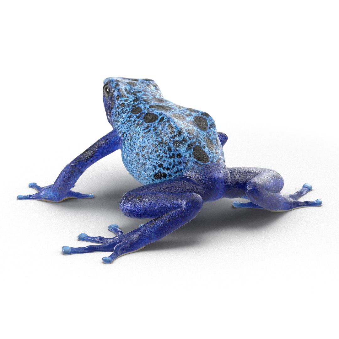 poison dart frog rigged ma