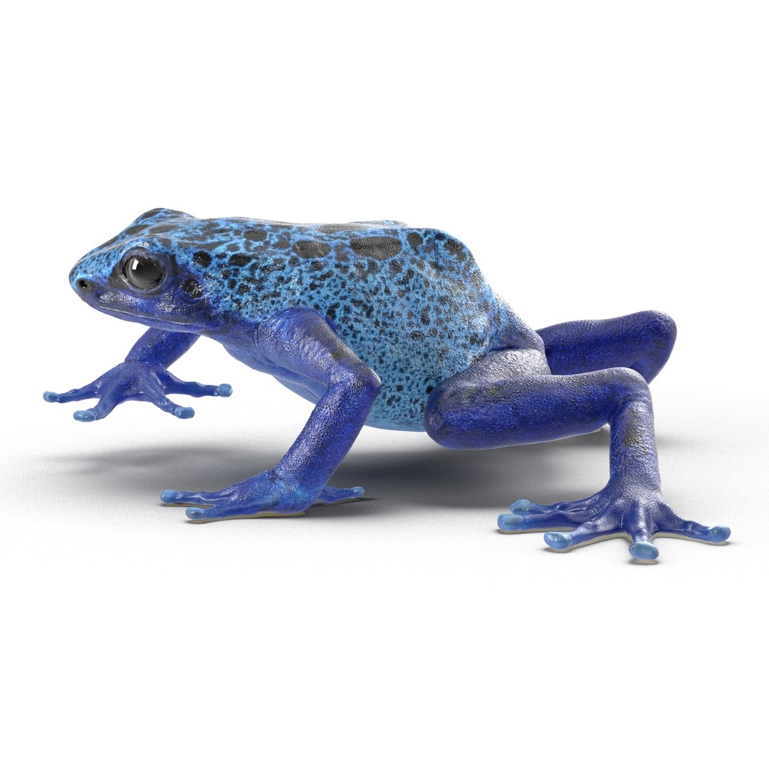 poison dart frog rigged ma