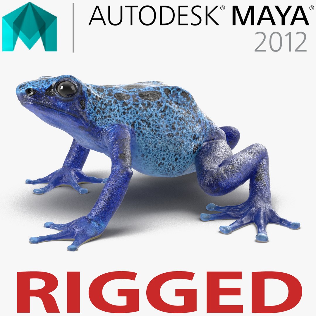 Poison Dart Frog Rigged for Maya 3D model preview