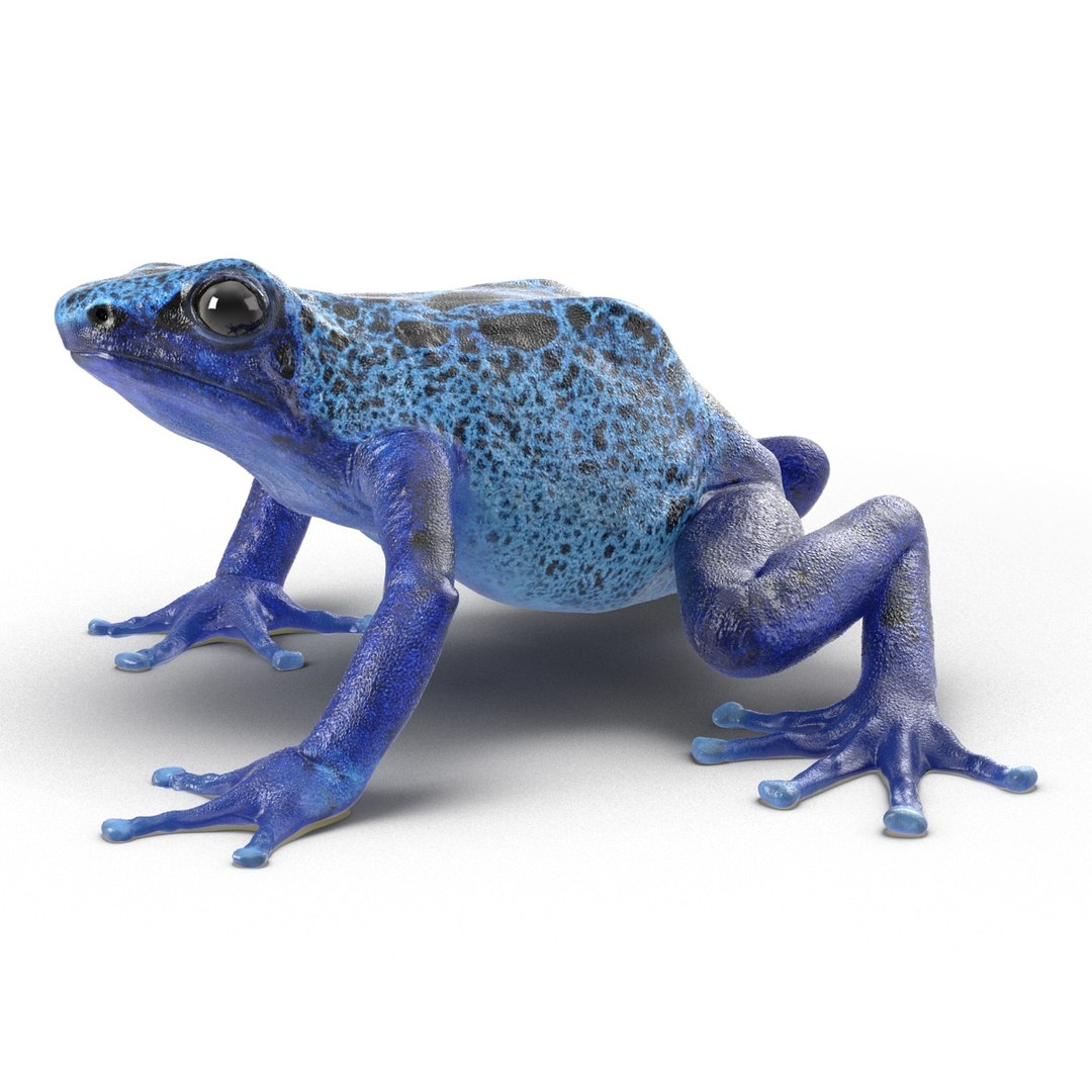 poison dart frog rigged ma