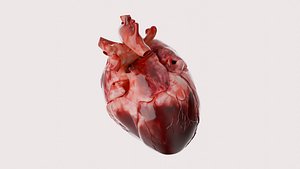 Download Free & Premium Anatomy Hospital 3D Models | TurboSquid