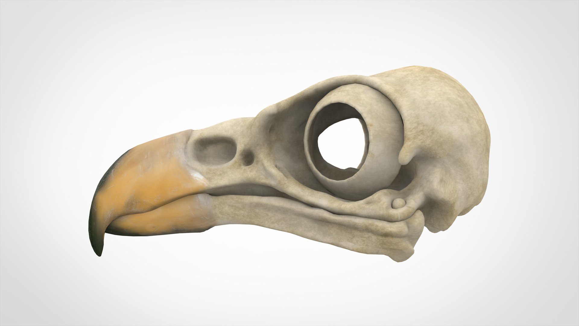 Eagle Skull 3D Model - TurboSquid 1566266