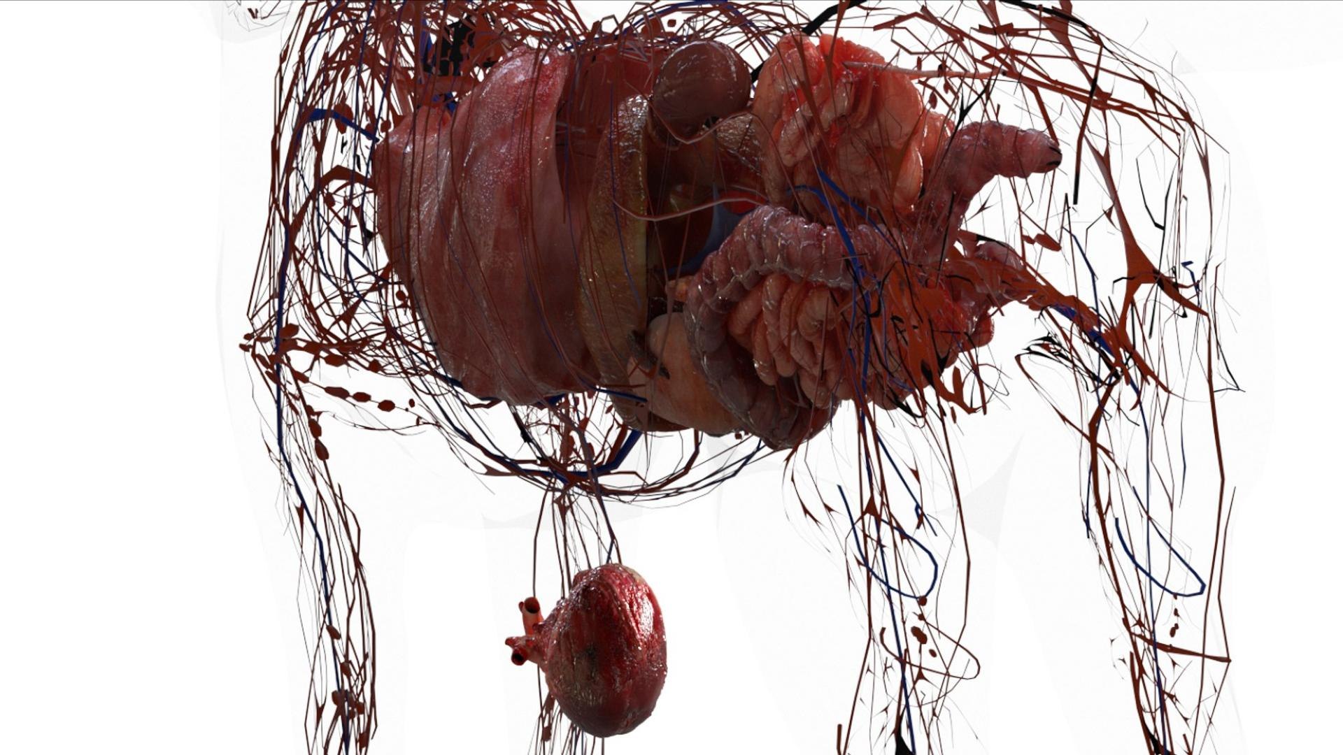 3D catAnatomy 3D https://p.turbosquid.com/ts-thumb/Au/a9ed1p/3b/15/jpg/1754299381/1920x1080/fit_q87/d24d9c79aa91757e888a3f1e5f71015fa1036e2d/15.jpg