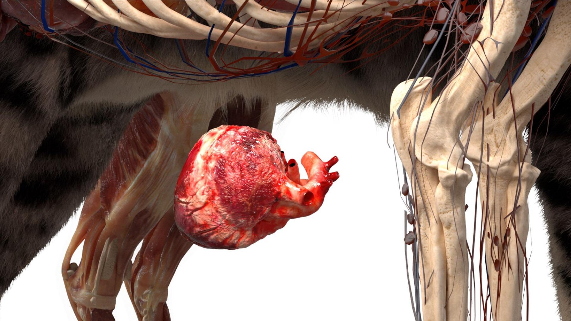 3D catAnatomy 3D https://p.turbosquid.com/ts-thumb/Au/a9ed1p/5Q/08/jpg/1754299378/1920x1080/fit_q87/768c8000abf77f106bdf37895324c716b399f514/08.jpg