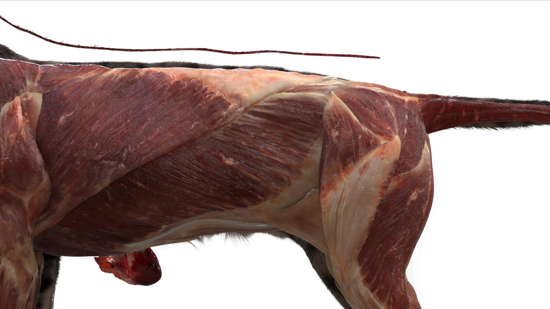 3D catAnatomy 3D https://p.turbosquid.com/ts-thumb/Au/a9ed1p/8H/13/jpg/1754299381/1920x1080/fit_q87/77b638e1027a0f8e3e15e6d4c6950745871a53f6/13.jpg