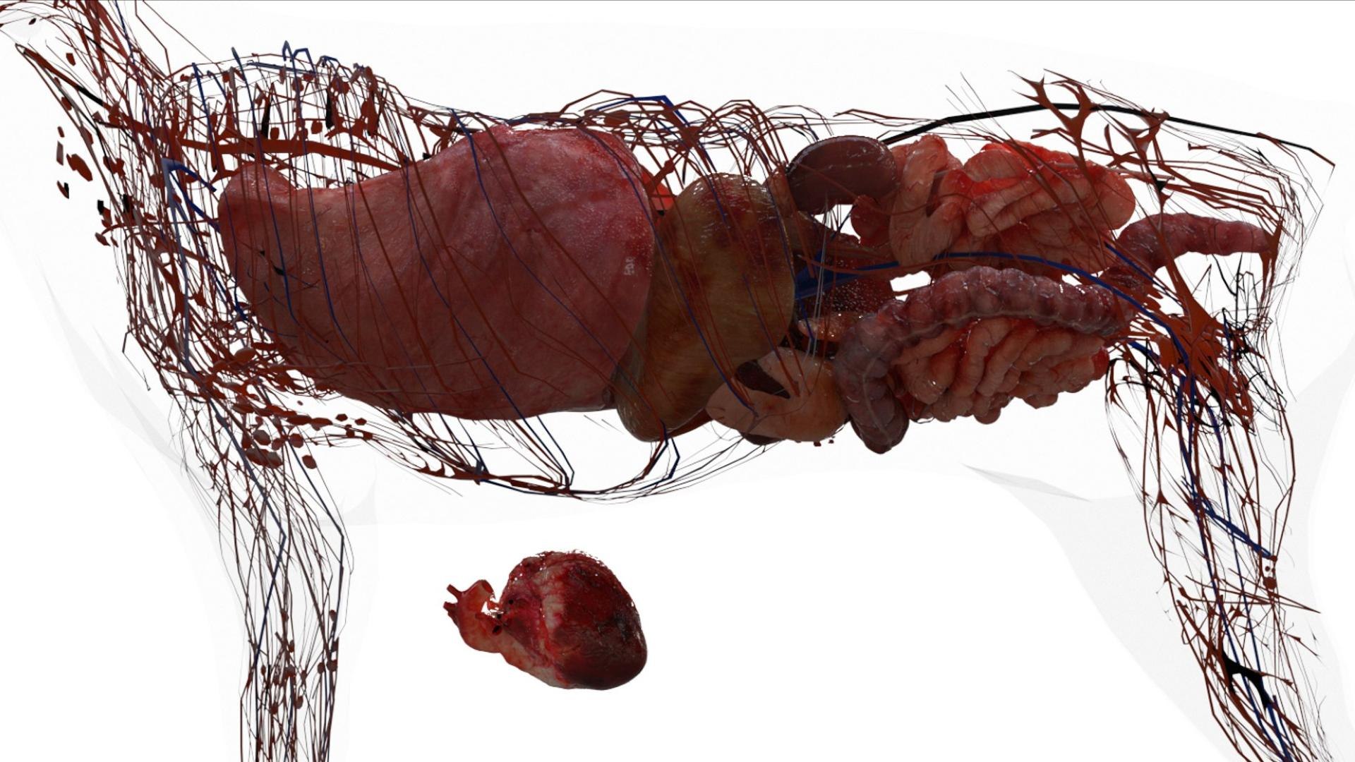 3D catAnatomy 3D https://p.turbosquid.com/ts-thumb/Au/a9ed1p/BQ/17/jpg/1754299383/1920x1080/fit_q87/eb2b6a2fdfcd426670b946b1634e5d1b9503c0d7/17.jpg
