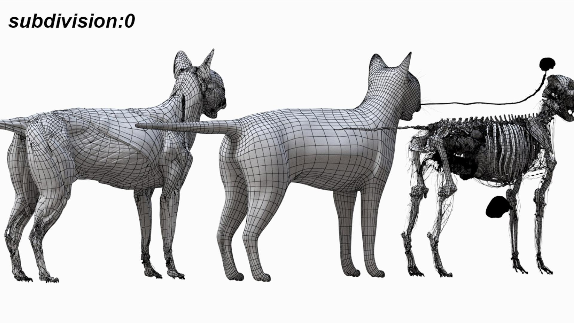3D catAnatomy 3D https://p.turbosquid.com/ts-thumb/Au/a9ed1p/C5/28/jpg/1754299388/1920x1080/fit_q87/7ee587b2ec840324eab9ae704f548d16f463cf7e/28.jpg