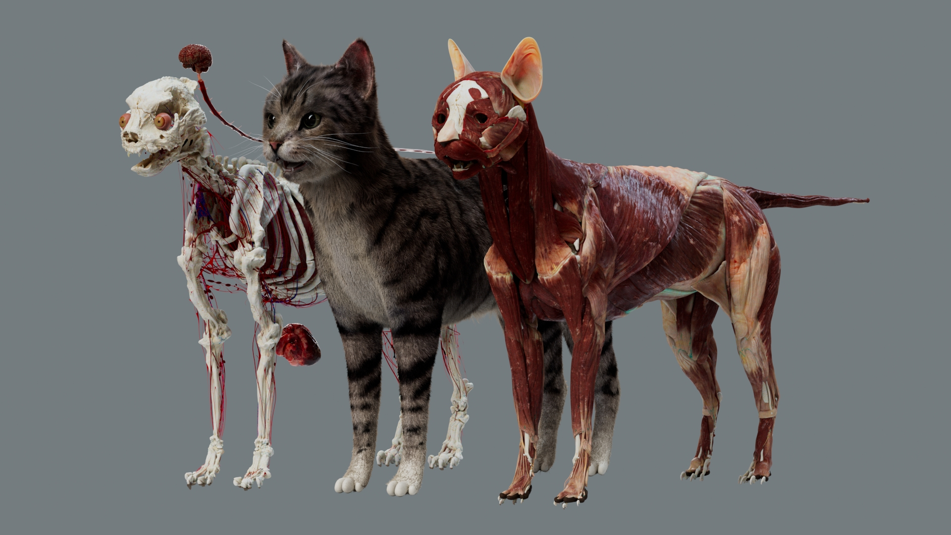 3D catAnatomy 3D https://p.turbosquid.com/ts-thumb/Au/a9ed1p/DW/catanatomy/jpg/1754299356/1920x1080/turn_fit_q99/e1b53ac8544e7a51d6b0b3f625a349bda3e5eec5/catanatomy-1.jpg