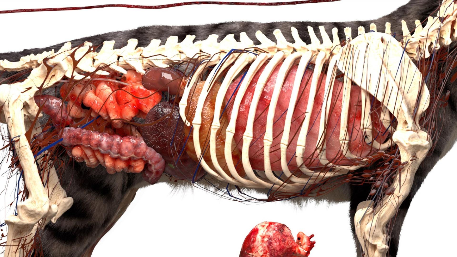 3D catAnatomy 3D https://p.turbosquid.com/ts-thumb/Au/a9ed1p/F5/07/jpg/1754299377/1920x1080/fit_q87/18c556fb7a779759fd882f107b9dfb9b9266b2ef/07.jpg