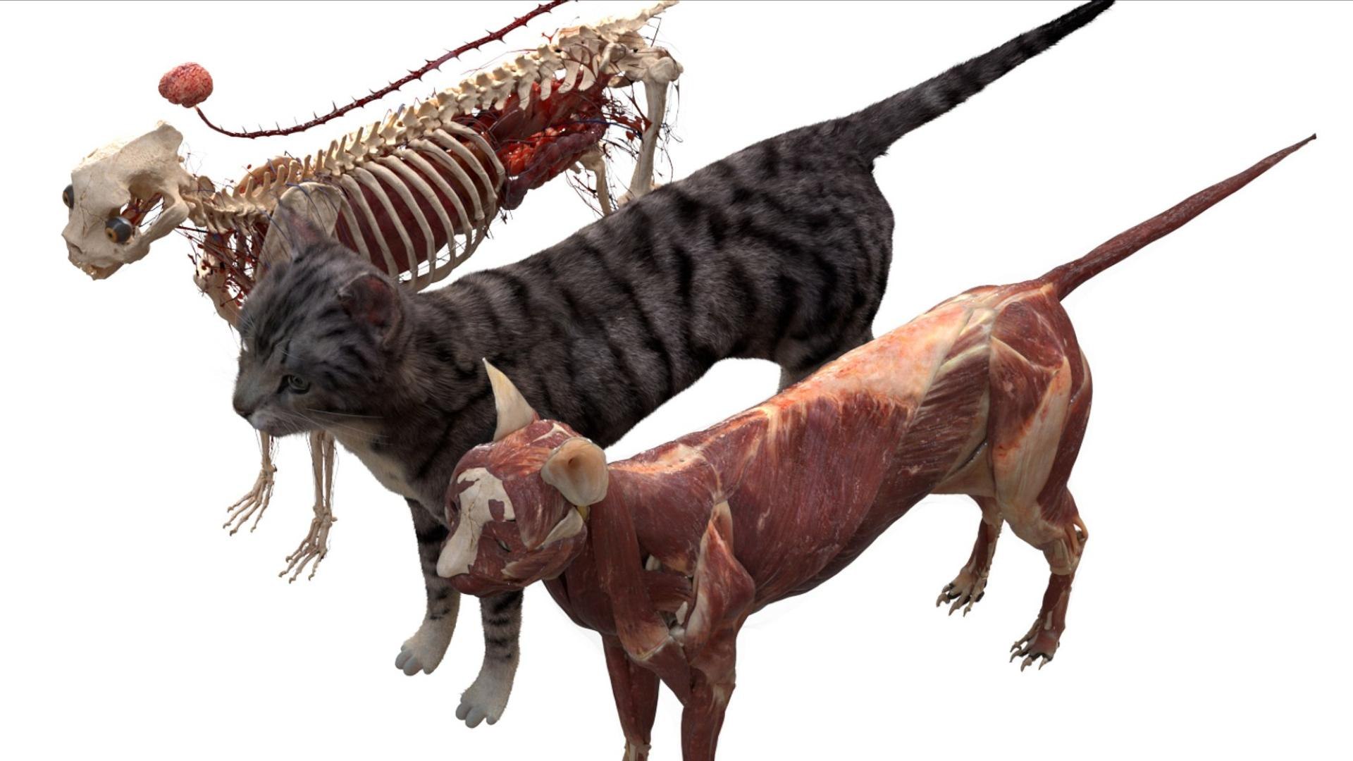 3D catAnatomy 3D https://p.turbosquid.com/ts-thumb/Au/a9ed1p/JN/11/jpg/1754299379/1920x1080/fit_q87/b875b6423171c5fccacff2426b094ac00f2bfd1b/11.jpg