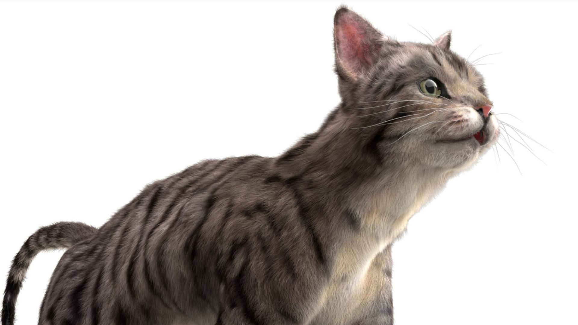 3D catAnatomy 3D https://p.turbosquid.com/ts-thumb/Au/a9ed1p/MI/04/jpg/1754299375/1920x1080/fit_q87/4729fba2c69e6ce41e92e681418aa2c22462529b/04.jpg