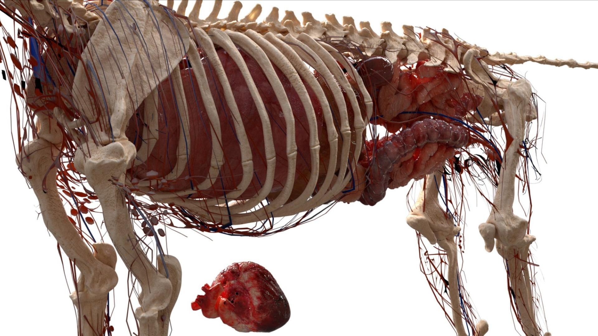 3D catAnatomy 3D https://p.turbosquid.com/ts-thumb/Au/a9ed1p/Mr/20/jpg/1754299384/1920x1080/fit_q87/4c20a4685e78c7b8031e9b5a8121caa21c194623/20.jpg